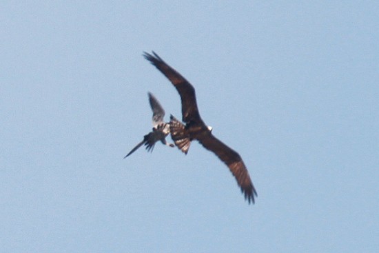 osprey falcon