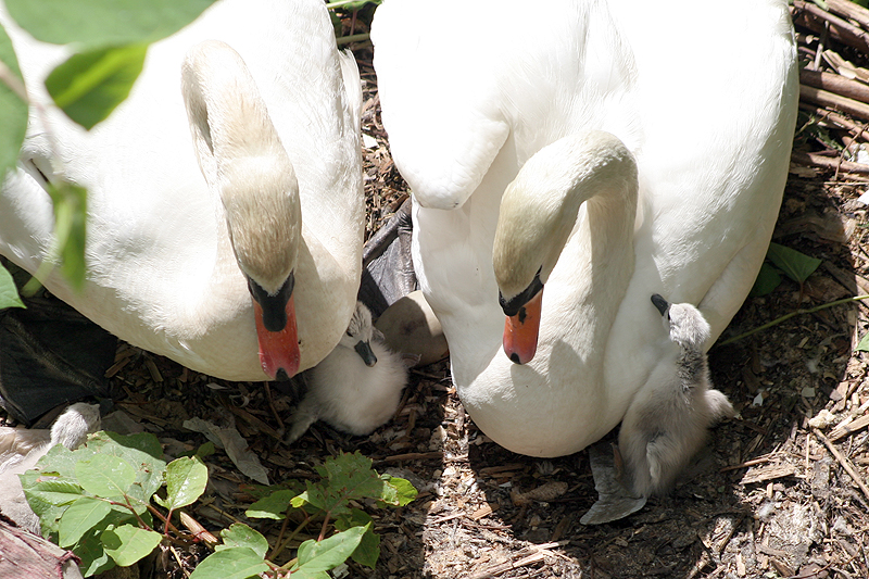 swans nesting in downtown providence