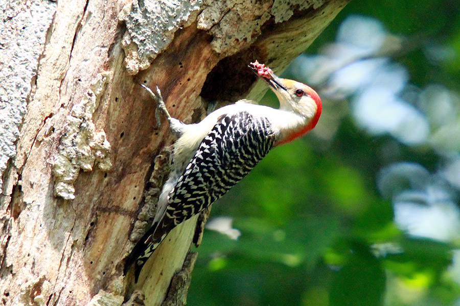 red-bellied woodpecker tree hole