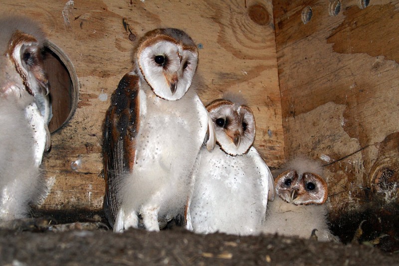 banding barn owls in rhode island