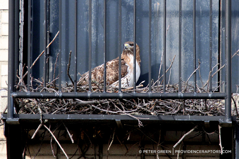 Red-Tailed Hawks Nest on Fire Escape in Providence