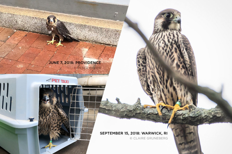 Peregrine Falcons in Providence