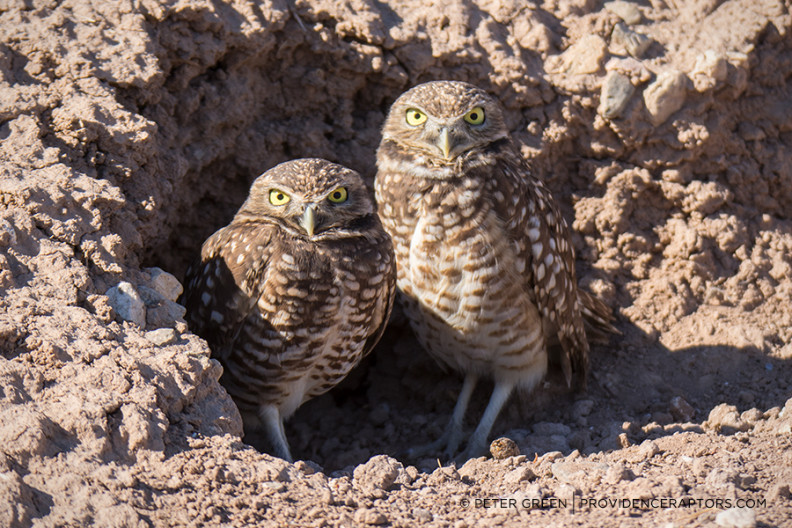 Burrowing Owls and more in Southern California