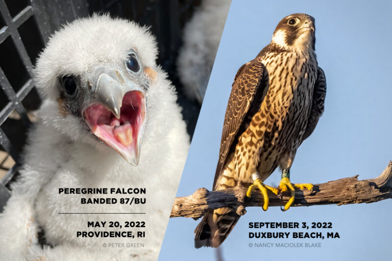 Peregrine Falcons in Providence